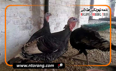 آیا پرورش بوقلمون در روستا توجیه دارد؟
